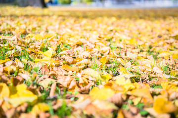 Beautiful Colorful Autumn Leaves