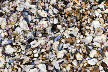 Close-up of seashells on seashore