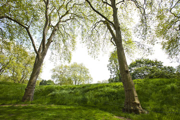 Two tall trees next to a small hill