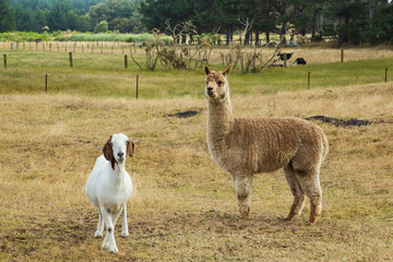 Obraz premium Alpaca & Goat