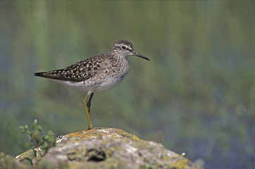 Wood sandpiper, Tringa glareola,