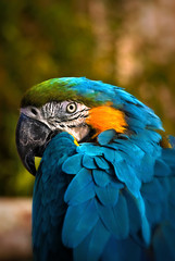 Wild talking Blue Macaw Portrait Bird