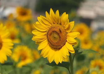 Bright Yellow Radiant Sunflower