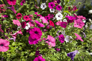 View of flowers blooming in park