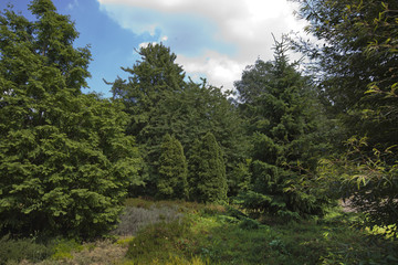 View of trees in public park