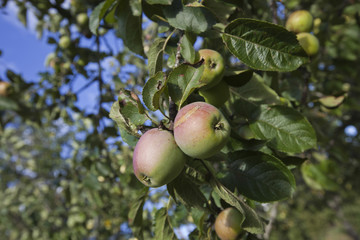 Close-up of apples ripening on tree