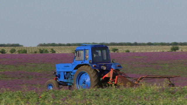 Tractor in a field of lavender