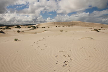 The Nullarbor coastal dune landscape