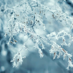 winter background