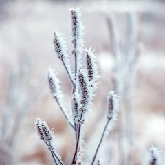 Frozen plants, winter background