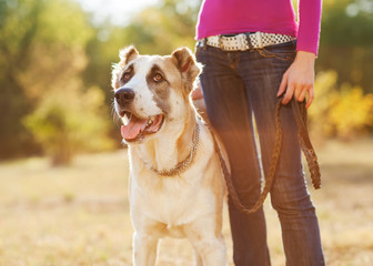 Woman and central Asian shepherd walk in the park. He keeps the