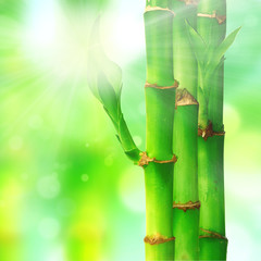 Fototapeta na wymiar Natural zen backgrounds with bamboo leaves