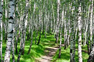 summer landscape with the forest and the sun © yanikap