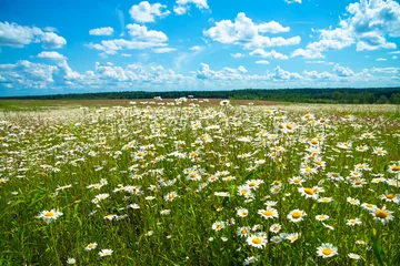 Poster summer rural landscape with a blossoming meadow and the blue sky © yanikap