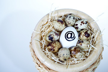 Eggs in nest