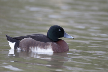 Baers pochard, Aythya baeri
