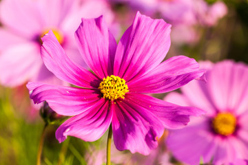 Fototapeta premium Pink cosmos flower close up