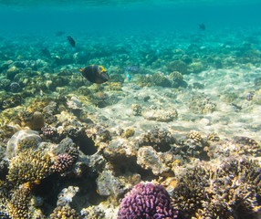 Orange spine  surgeonfish