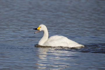 Bewicks swan, Cygnus bewickii