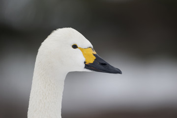 Bewicks swan, Cygnus bewickii