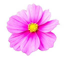 Pink cosmos flower isolated