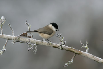 Willow tit, Parus montanus
