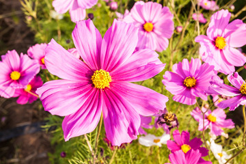 Pink cosmos flower close up