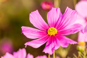 Obraz premium Pink cosmos flower close up