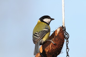 parus major on lard feeder