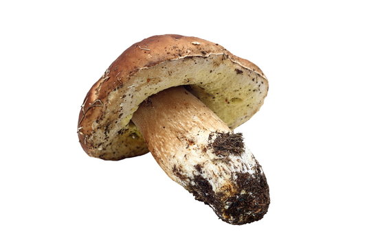 isolated fungi porcino mushroom