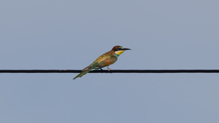 European bee-eaters (Merops Apiaster)