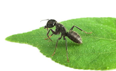 Ant on leaf