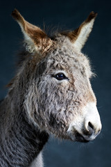 Grey donkey