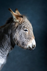 Grey donkey