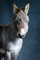 Grey donkey