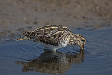 beccaccino nello stagno 03