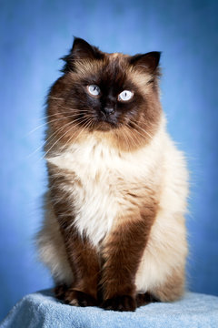colourpoint cat