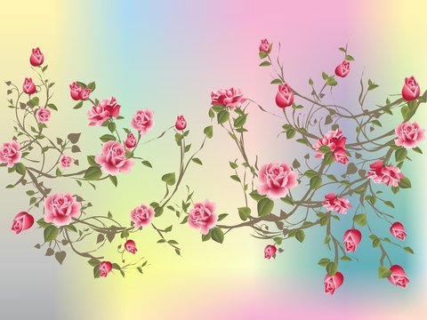 Fototapeta Krzew róży,