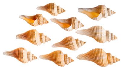 Set of seashells isolated on white background