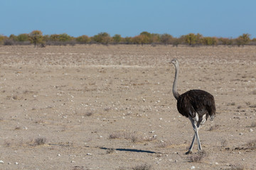Ostrich and desert