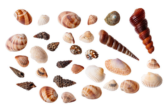 Set of seashells isolated on white background