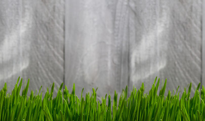 wiese © drubig-photo