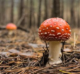 poisonous mushroom