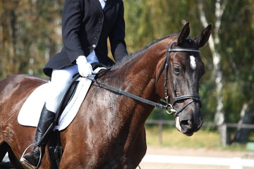 Black horse portrait during dressage competition