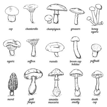 vector set of sketch illustration - mushrooms
