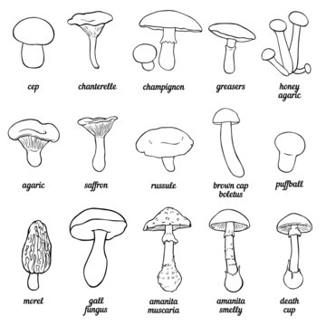 vector set of outline illustration -  mushrooms
