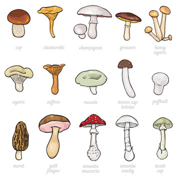 vector set of cartoon illustration -  mushrooms