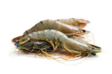 raw tiger shrimps