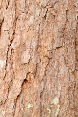 bark of Pine Tree background