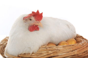 hen